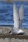 Black-fronted tern | Tarapirohe. Adult in breeding plumage, stretching wings. Ashley estuary, Canterbury, May 2014. Image © Steve Attwood by Steve Attwood.