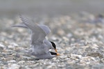 Black-fronted tern | Tarapirohe. Copulating pair. Mataura River, Eastern Southland, October 2012. Image © Glenda Rees by Glenda Rees.