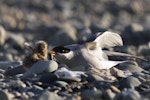 Black-fronted tern | Tarapirohe. Adultpresenting skink to chick. Mataura River, Southland, January 2012. Image © Glenda Rees by Glenda Rees.