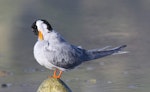 Black-fronted tern | Tarapirohe. Adult preening. Boulder Bank, Nelson, July 2016. Image © Rebecca Bowater by Rebecca Bowater FPSNZ AFIAP.