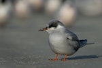 Black-fronted tern | Tarapirohe. Immature. Otago Peninsula, June 2006. Image © Craig McKenzie by Craig McKenzie.