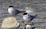 Black-fronted tern | Tarapirohe. 2 Adults. Nelson Haven, August 2011. Image © Rebecca Bowater FPSNZ by Rebecca Bowater FPSNZ.