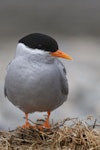 Black-fronted tern | Tarapirohe. Adult breeding plumage. Mataura River, Southland, January 2012. Image © Glenda Rees by Glenda Rees.