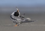 Black-fronted tern | Tarapirohe. Preening. Waimakariri River mouth, May 2017. Image © Kathy Reid by Kathy Reid.