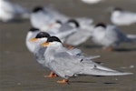 Black-fronted tern | Tarapirohe. Adult in breeding plumage, with resting group. Ashley estuary, Canterbury, May 2014. Image © Steve Attwood by Steve Attwood.