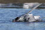 Black-fronted tern | Tarapirohe. Adult in breeding plumage bathing. Ashley estuary, Canterbury, May 2014. Image © Steve Attwood by Steve Attwood.