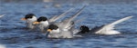 Black-fronted tern | Tarapirohe. Adults in breeding plumage bathing. Ashley estuary, Canterbury, May 2014. Image © Steve Attwood by Steve Attwood.