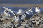 Black-fronted tern | Tarapirohe. Juvenile with wings spread prior to take-off. Ashley estuary, Canterbury, May 2014. Image © Steve Attwood by Steve Attwood.