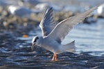 Black-fronted tern | Tarapirohe. Sub-adult coming in to land. Ashley estuary, Canterbury, May 2014. Image © Steve Attwood by Steve Attwood.