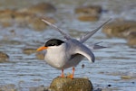 Black-fronted tern | Tarapirohe. Adult stretching wings. Boulder Bank, Nelson, July 2016. Image © Rebecca Bowater by Rebecca Bowater FPSNZ AFIAP.