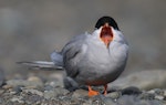 Black-fronted tern | Tarapirohe. Adult yawning to reveal open gape and tongue. Tukituki River-mouth, Hawke's Bay, June 2016. Image © Adam Clarke by Adam Clarke.