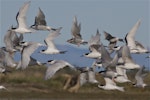 White-fronted tern | Tara. White-fronted and black-fronted tern mixed flock in flight. Ashley estuary, Canterbury, May 2014. Image © Steve Attwood by Steve Attwood.