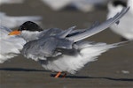 Black-fronted tern | Tarapirohe. Adult in breeding plumage ruffling feathers. Ashley estuary, Canterbury, May 2014. Image © Steve Attwood by Steve Attwood.