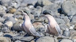 White-fronted tern | Tara. Courting adults in breeding plumage (note pink flush on underparts). Clarence River mouth, Kaikoura, September 2020. Image © Derek Templeton by Derek Templeton.