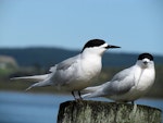 White-fronted tern | Tara. Adults. Ruawai, September 2012. Image © Thomas Musson by Thomas Musson.