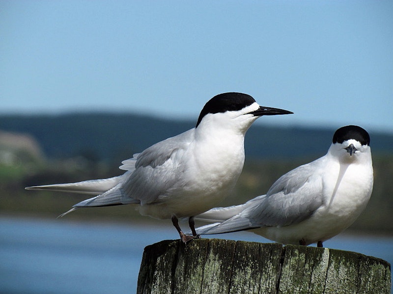 White-fronted tern | Tara. Adults. Ruawai, September 2012. Image © Thomas Musson by Thomas Musson.