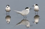 White-fronted tern | Tara. Non-breeding. Wanganui, April 2009. Image © Ormond Torr by Ormond Torr.