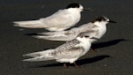 White-fronted tern | Tara. Immature. Wanganui, March 2008. Image © Ormond Torr by Ormond Torr.