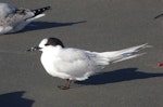 White-fronted tern | Tara. Adult in non-breeding plumage. Waikanae River estuary, April 2010. Image © Alan Tennyson by Alan Tennyson.