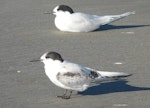 White-fronted tern | Tara. Immature with adult in non-breeding plumage behind. Waikanae River estuary, April 2010. Image © Alan Tennyson by Alan Tennyson.