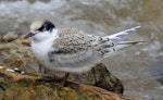 White-fronted tern | Tara. Buff-coloured juvenile. Aramoana Mole, Dunedin, March 2015. Image © Jason Wilder by Jason Wilder.