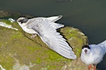 White-fronted tern | Tara. Juvenile stretching its wing. Tauranga, December 2010. Image © Raewyn Adams by Raewyn Adams.