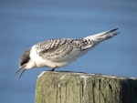 White-fronted tern | Tara. Juvenile. Ruawai, January 2013. Image © Thomas Musson by Thomas Musson.