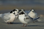 White-fronted tern | Tara. Juvenile. Otago Peninsula, June 2006. Image © Craig McKenzie by Craig McKenzie.