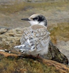 White-fronted tern | Tara. Buff-coloured juvenile. Aramoana Mole, Dunedin, March 2015. Image © Jason Wilder by Jason Wilder.