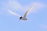 White-fronted tern | Tara. Adult in flight. Matarakau Point, Chatham Island, November 2011. Image © Mark Fraser by Mark Fraser.