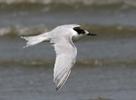 White-fronted tern | Tara. Immature in flight. Wanganui, January 2007. Image © Ormond Torr by Ormond Torr.