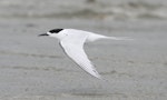 White-fronted tern | Tara. Adult in flight. Manawatu River estuary, March 2012. Image © Phil Battley by Phil Battley.