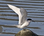 White-fronted tern | Tara. Adult ready to takeoff. Boulder Bank, Nelson, July 2015. Image © Rebecca Bowater by Rebecca Bowater FPSNZ AFIAP.