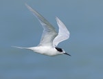 White-fronted tern | Tara. Non-breeding adult in flight. Quail Island, Lyttelton Harbour, March 2023. Image © Glenn Pure by Glenn Pure.