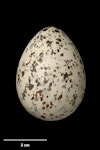 White-fronted tern | Tara. Egg 45.4 x 23.6 mm (NMNZ OR.015326, collected by Frederich-Carl Kinsky). Scorching Bay, Wellington, November 1950. Image © Te Papa by Jean-Claude Stahl.