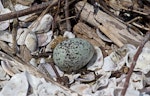 White-fronted tern | Tara. Nest and egg. Boulder Bank, Nelson, December 2011. Image © Rebecca Bowater FPSNZ by Rebecca Bowater FPSNZ.