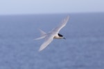 White-fronted tern | Tara. Adult in flight. Coast south of Waitangi, Chatham Island, September 2012. Image © Mark Fraser by Mark Fraser.