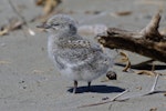 White-fronted tern | Tara. Chick. Waikanae Estuary sandspit, January 2023. Image © Paul Le Roy by Paul Le Roy.