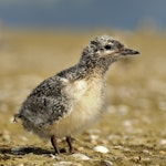 White-fronted tern | Tara. Chick. Kaipara Harbour, January 2010. Image © Eugene Polkan by Eugene Polkan.