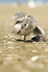 White-fronted tern | Tara. Chick. Kaipara Harbour, January 2010. Image © Eugene Polkan by Eugene Polkan.