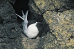 White-fronted tern | Tara. Adult on nest. Rangatira Island, Chatham Islands, November 1975. Image © Department of Conservation by Rod Morris.