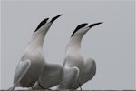 White-fronted tern | Tara. Courting adults displaying together necks outstretched. Avon-Heathcote estuary, September 2012. Image © Steve Attwood by Steve Attwood.