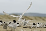 White-fronted tern | Tara. Fighting at the colony. Kaipara Harbour, January 2010. Image © Eugene Polkan by Eugene Polkan.