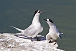 White-fronted tern | Tara. Courting pair. Tauranga, January 2011. Image © Raewyn Adams by Raewyn Adams.