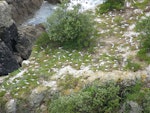 White-fronted tern | Tara. Aerial view of nesting colony. Tiritiri Matangi Island, December 2007. Image © Josie Galbraith by Josie Galbraith.