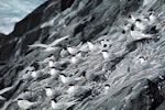 White-fronted tern | Tara. Roosting flock. The Pyramid, Chatham Islands, September 1974. Image © Department of Conservation by Christopher Robertson.