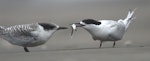 White-fronted tern | Tara. Adult feeding juvenile. Maori Bay, Auckland west coast, January 2016. Image © George Curzon-Hobson by George Curzon-Hobson.