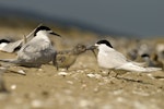 White-fronted tern | Tara. Adult feeding fish to chick. Kaipara Harbour, January 2010. Image © Eugene Polkan by Eugene Polkan.