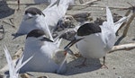 White-fronted tern | Tara. Adults feeding chick. Motueka Sandspit, December 2016. Image © Rebecca Bowater by Rebecca Bowater FPSNZ AFIAP.