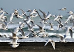 White-fronted tern | Tara. Flock in flight. Whatipu Regional Park, Auckland, June 2011. Image © Cheryl Marriner by Cheryl Marriner.